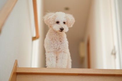 犬は階段から落ちやすい!? 安全性を高めるための対策とは？