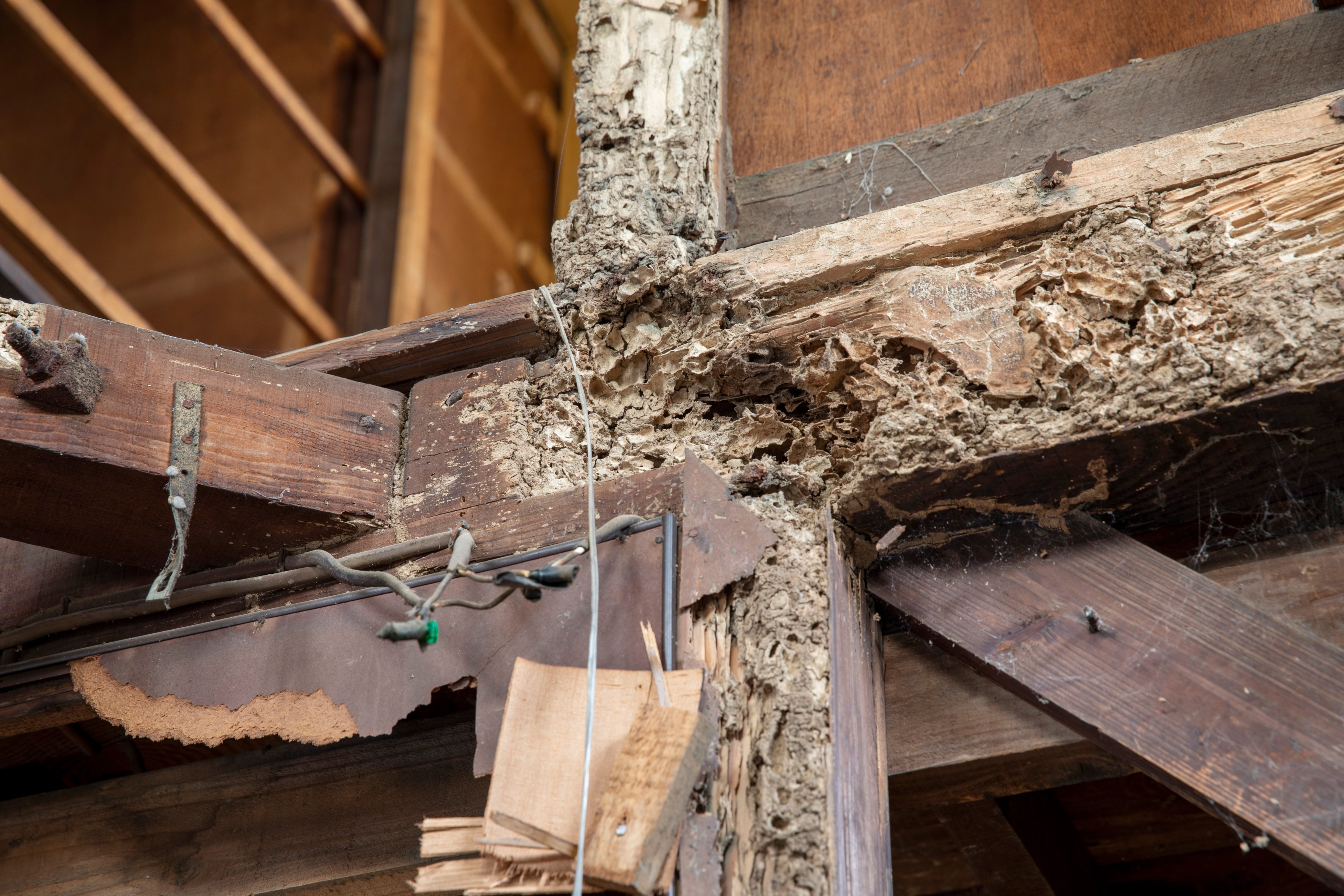 新築一戸建て住宅でシロアリは発生する？