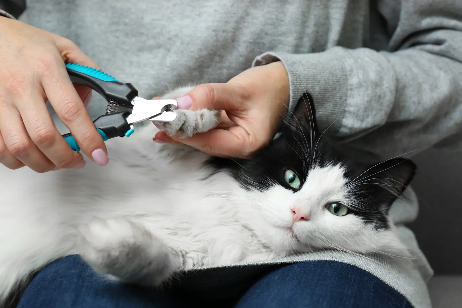 新築住宅の猫の爪とぎ対策2―爪の状態を整える