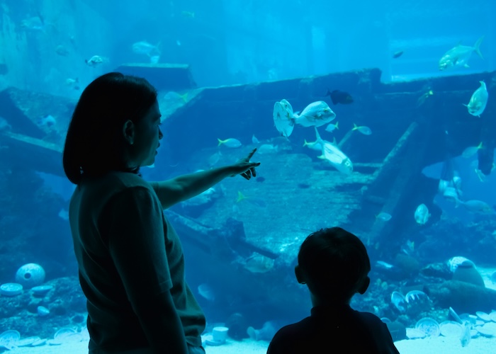 親にしてもらってよかったことアンケート 8位は「動物園や水族館などの生き物を観察できる施設に連れて行ってくれた」