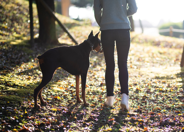 散歩は旅の予行練習! 愛犬の性格や行動を把握するコツとは?