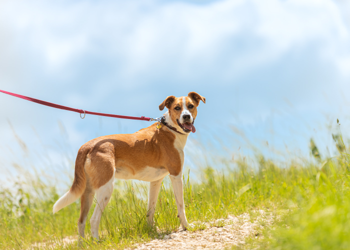 散歩中に愛犬の性格や行動を知るためのオススメアクション