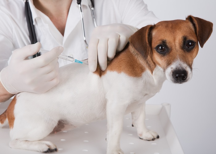 予防接種やワクチンの証明書は必須! 愛犬との旅行前に必要な準備