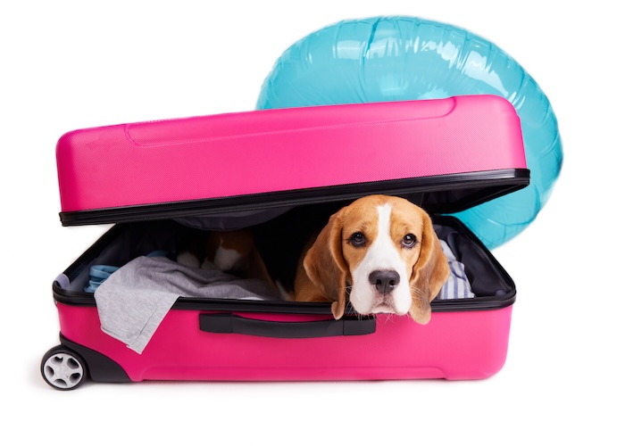 愛犬とのペット旅行に必要な持ち物とは? ドッグトレーナーが教える旅の必需品