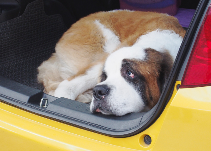 車旅行に休憩は必須! 犬の車酔いの症状と対策