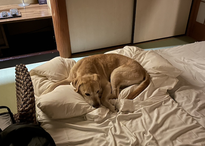愛犬との旅行では施設のルールを要確認! 宿を選ぶときのチェックポイントと注意点