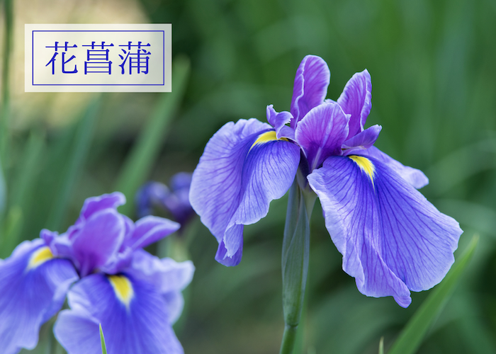 紫の花が美しい「花菖蒲」