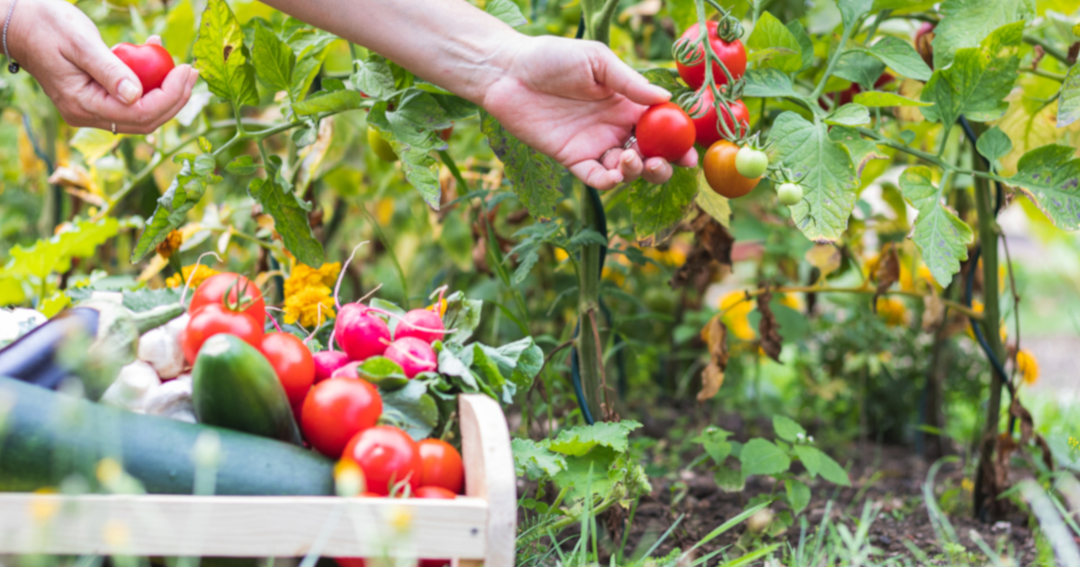 庭付き一戸建てなら地植えも楽しめる!プロが教える家庭菜園と