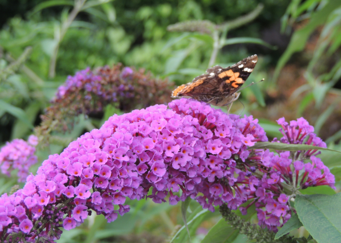 蝶が好んで集まる花 ブッドレア