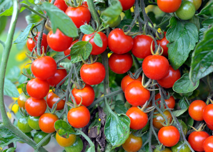 夏に収穫できる旬の野菜～初級編～ ミニトマト