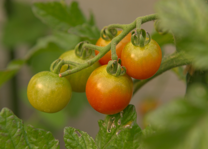 1ヶ月で簡単に育てられる野菜　ミニトマト