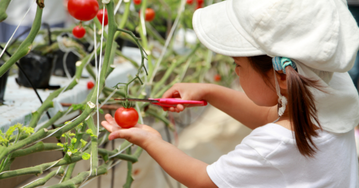 夏休みの自由研究にも役立つ 1ヶ月で育てられる野菜と観察に適したお花 マイホームマガジン