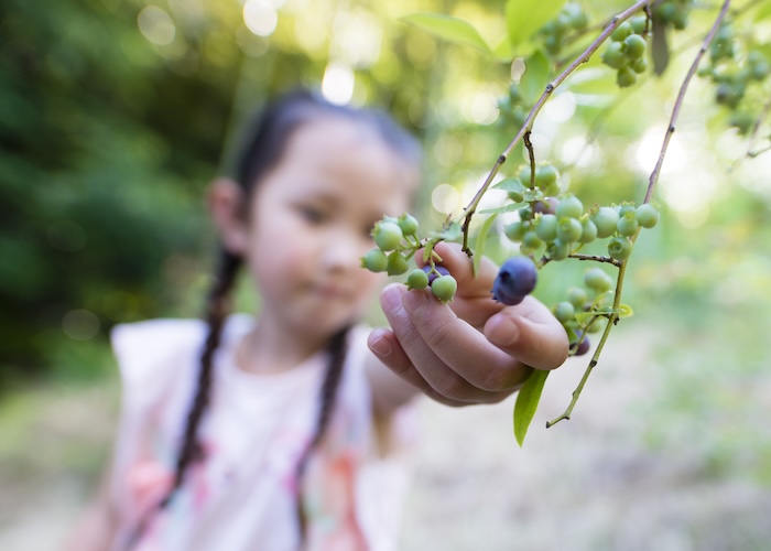 子どもも喜ぶシンボルツリー 食べられる実がなる樹種