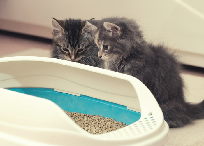 臭わない自動お掃除機能付きや健康管理ができるタイプも! 猫用ハイテクトイレ