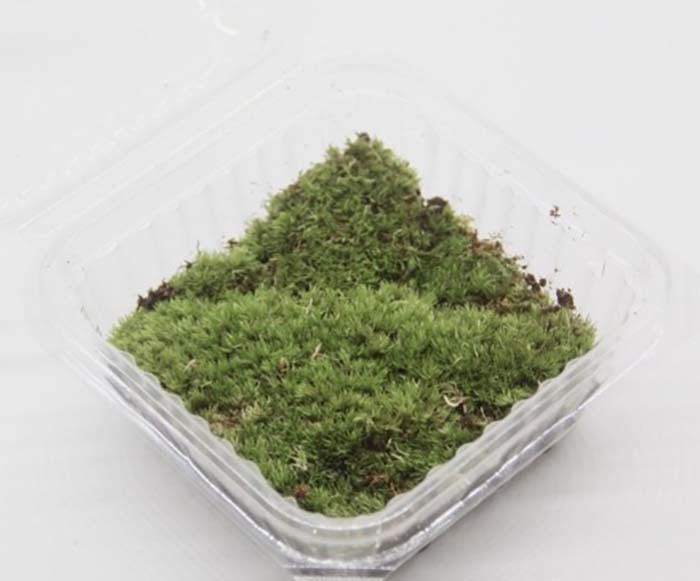 購入した苔は保存しにくい