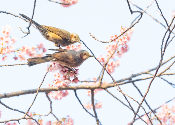 春の朝は恋する鳥たちのさえずりを聴こう