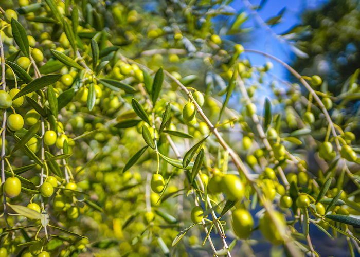 オリーブの葉や実には虫が嫌うオレウロペインの成分が含まれる