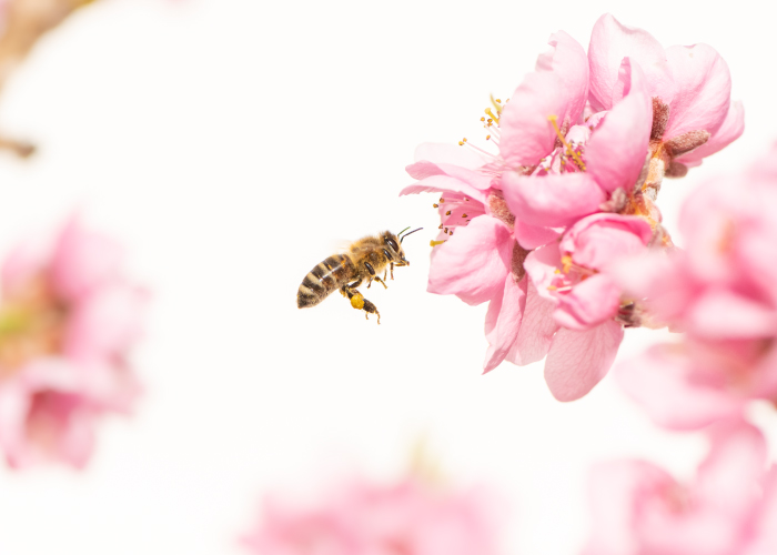 ハチは危険生物? それとも益虫!? 庭にやって来るハチとの付き合い方