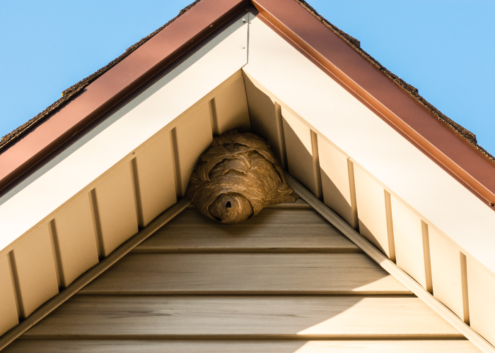 もし庭で巣を見つけたら……最凶昆虫「スズメバチ」と「アシナガバチ」