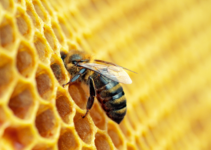保護が必要な「ミツバチ」