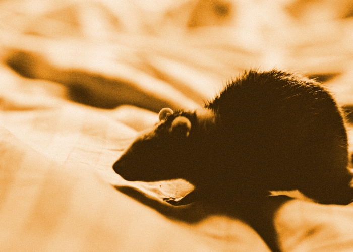ネズミの侵入に気付くポイント&初期段階のネズミ対策