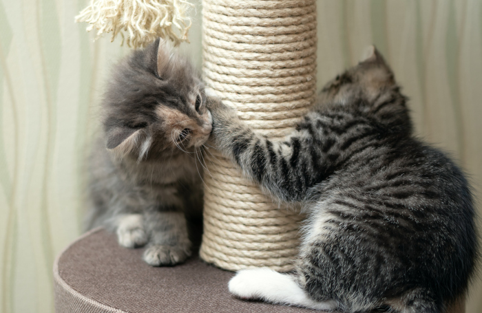2匹以上の猫と暮らすお家では? 猫たちの関係を円滑にする環境づくり