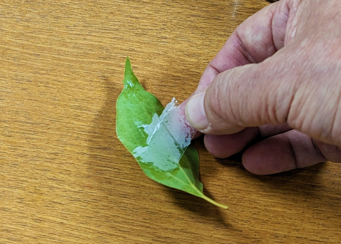 【自由研究のまとめ方　応用編】葉の裏を観察手順②　セメダインが乾いたら葉の裏にセロテープを貼りセメダインを剥がす