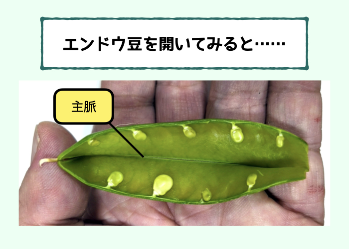 【果実は葉からできている!?】エンドウ豆からわかる! 植物の進化