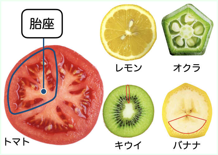 【果実は葉からできている!?】複数の葉が変化してできた果実の断面