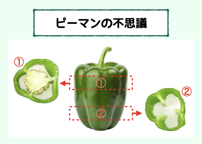 【果実は葉からできている!?】自由研究のまとめ方と発展②ピーマンの不思議