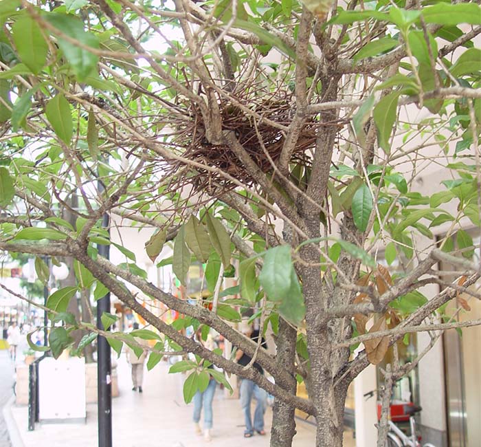 商店街のキンモクセイにつくられたキジバトの巣