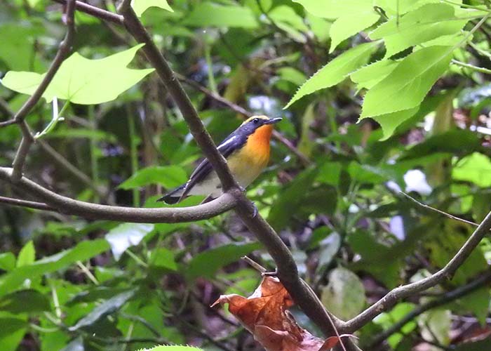 身近な野鳥―キビタキの特徴