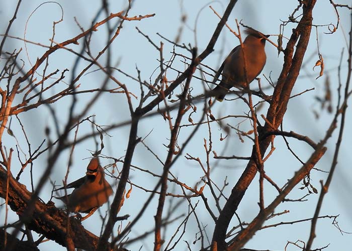 身近な野鳥―キレンジャクの特徴