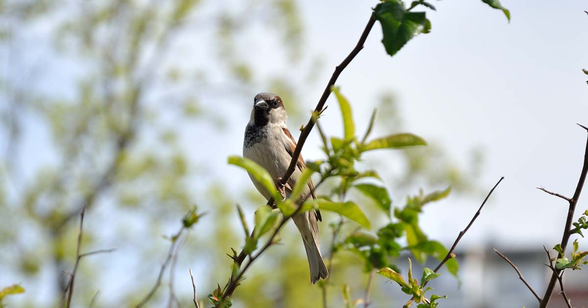 初心者や子どもにもできる身近な野鳥観察―住宅街で観察できる野鳥36種