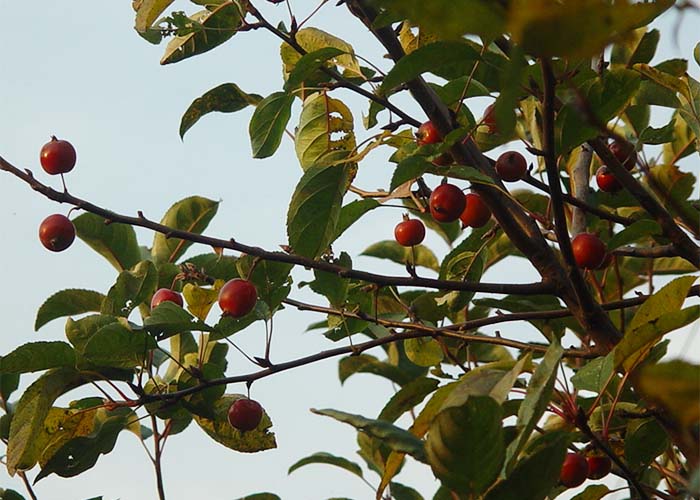 オススメのおいしい樹木・ヒメリンゴ