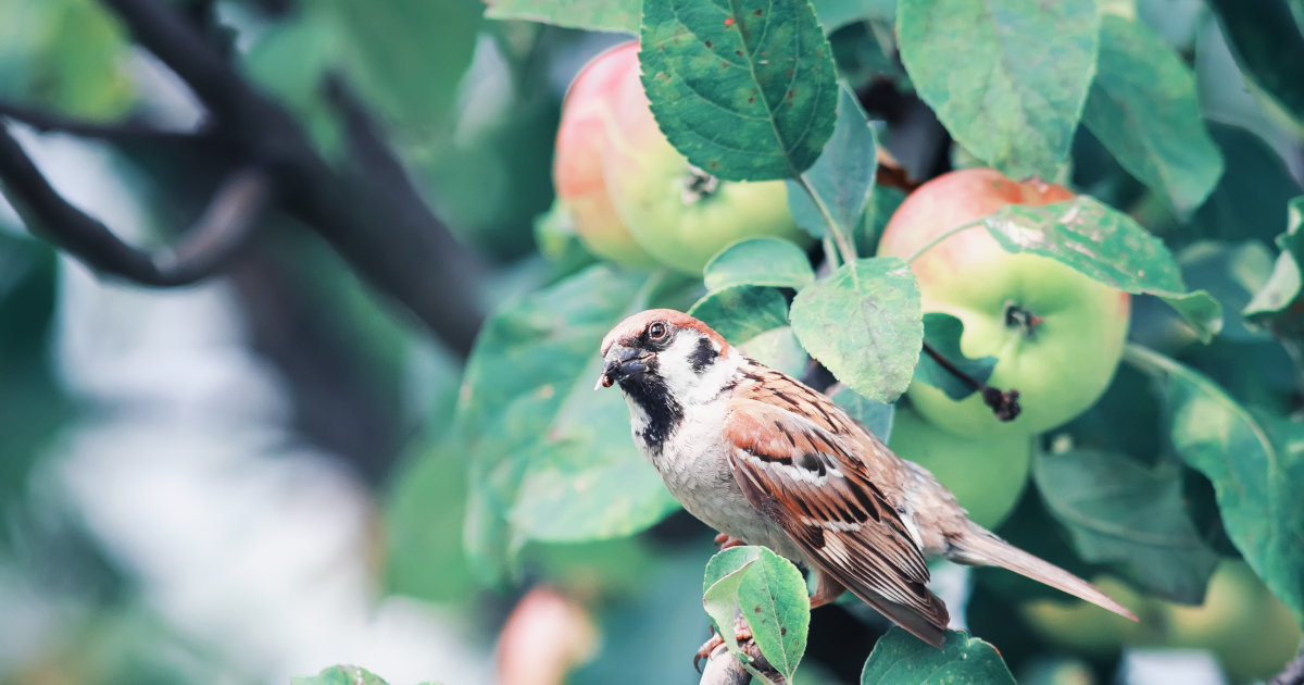 野鳥を呼べて果物も食べられる!専門家が教えるおいしいビオトープ 